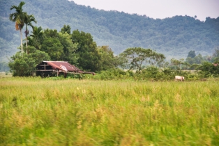 Rice Field_6