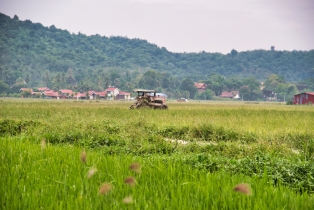 Rice Field_7