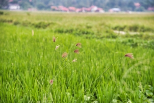 Rice Field