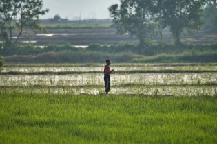 Rice Field_9