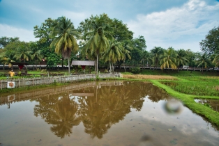 Rice Garden_11