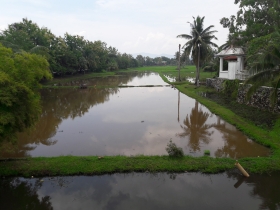 Rice Garden_3