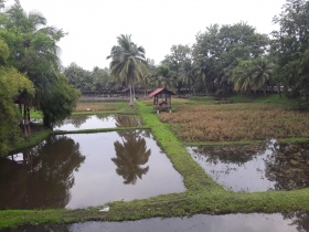 Rice Garden_4