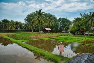 Rice Garden_9