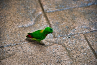 Wildlife Park