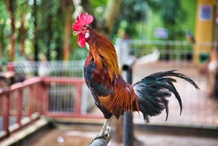 Wildlife Park