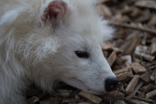 Wildlife_3
