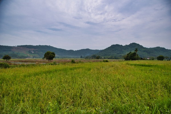Rice Field_5